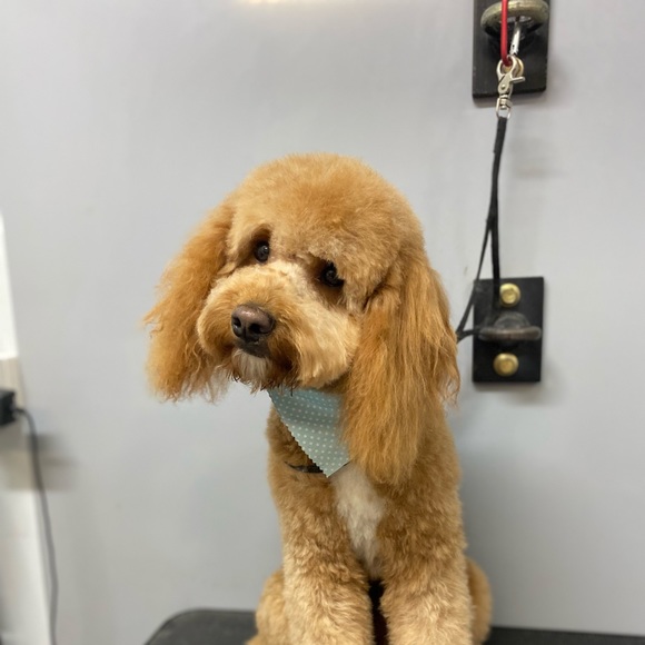 Meet your Posher, Meegan - Picture 1 of 1